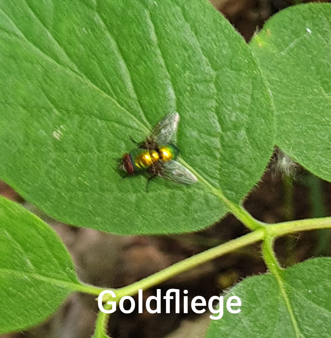 1591269384261-goldfly