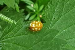 1591269401497-asia-ladybug